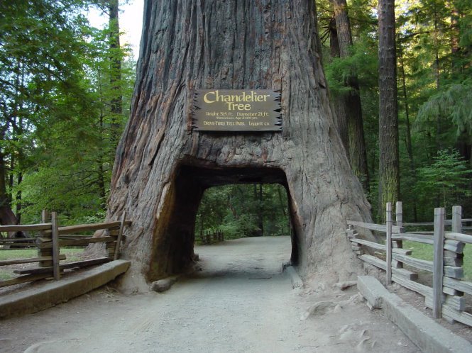 Một con đường xuyên thân cây trong rừng Redwood – Ảnh: pinterest